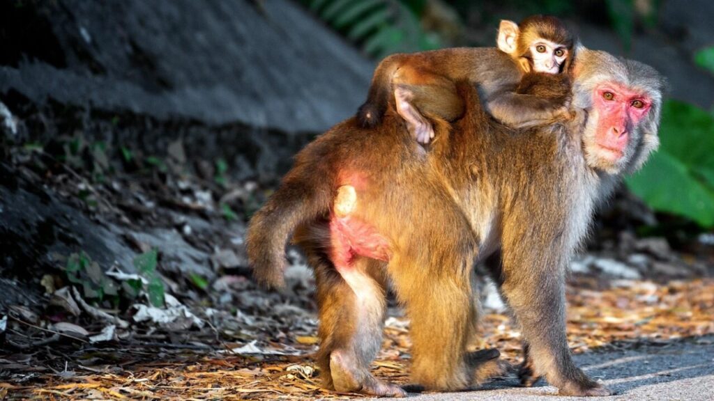 Pobierz darmowy wzór wniosku o urlop macierzyński i rodzicielski w PDF